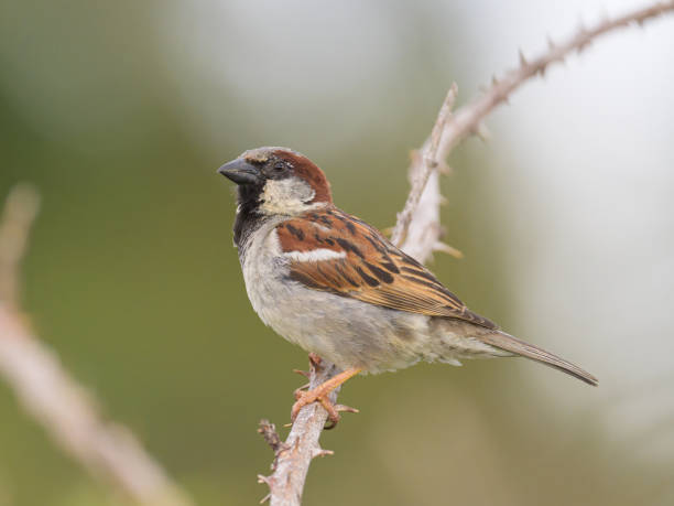 istock A male House Sparrow sitting on a twig 1816435117