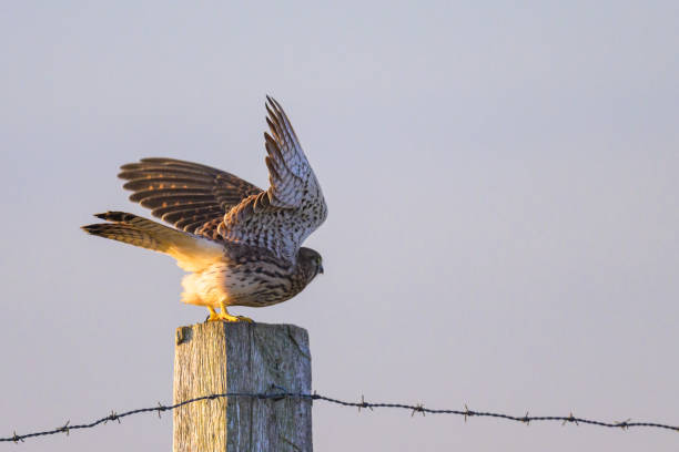 istock A Common Kestrel taking off a wooden pole 1816437743
