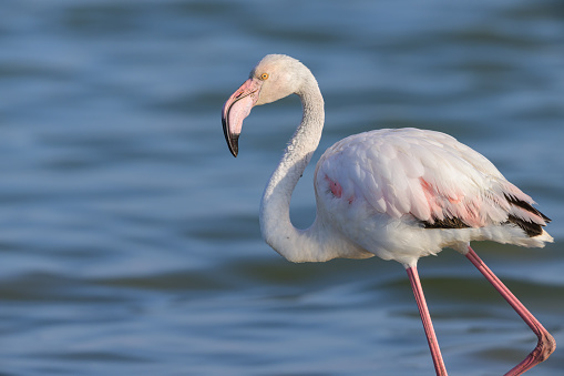 A Greater Flamingo walking in the water and looking for food, sunny morning in springtime, Camargue (Provence, France)