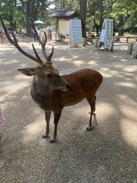 istock Japan- Nara- deer in Nara Park 1816442534