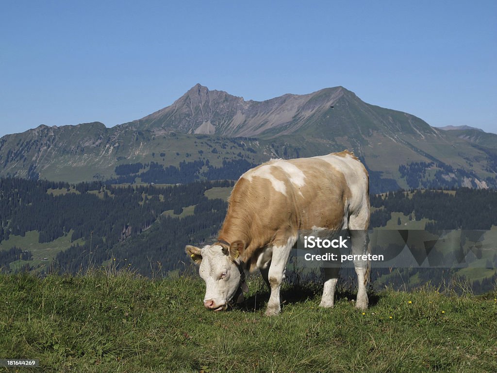 Pascolare mucca davanti a una montagna - Foto stock royalty-free di Agricoltura