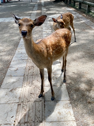 Japan- Nara- deer in Nara Park