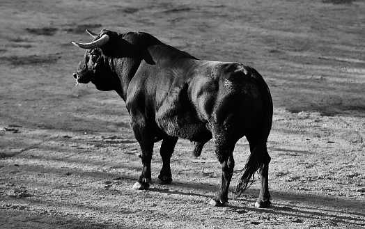 Spanish bull with big horns in a traditional spectacle of bullfight
