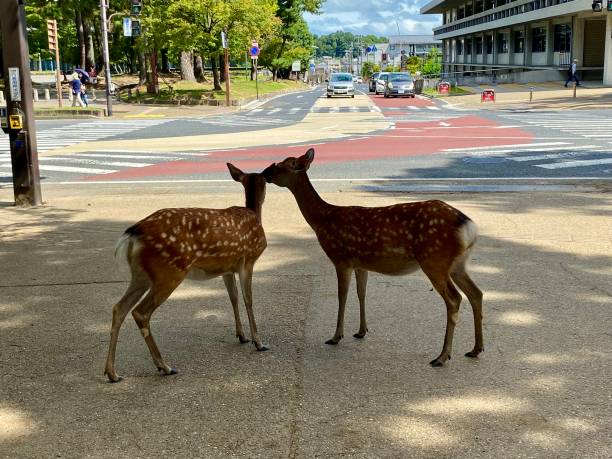 istock Japan- Nara- deer in Nara Park 1816445909