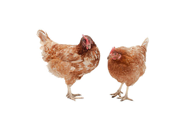 Domestic Chickens. Image of two battery hens, now rescued and domestic pets. battery hen stock pictures, royalty-free photos & images