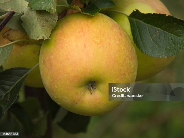 Foto de Grüner Apfel e mais fotos de stock de Fotografia - Imagem - Fotografia - Imagem, Fruta, Horizontal