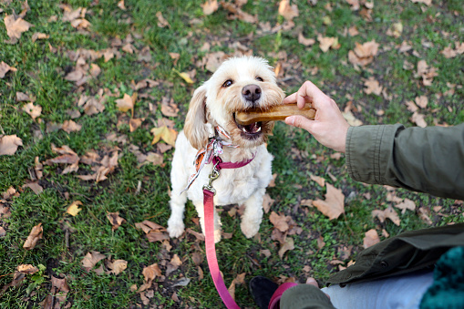 Soft coated wheaten terrier dog atching a treat in a park. Unrecognizable Caucasian female.