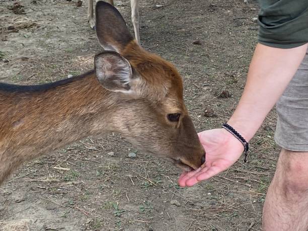 istock Japan- Nara- deer in Nara 1816448660