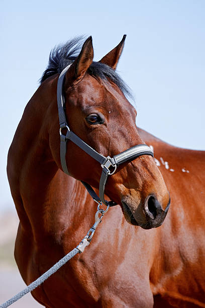 istock Portrait of a horse 181644909