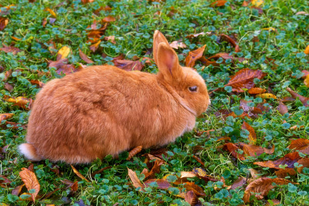 istock A rabbit on a green lawn in autumn among fallen leaves. 1816451243