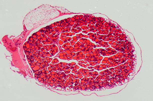 istock science medical anthropotomy physiology microscopic human thyroi 181645175