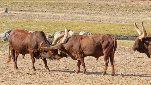 istock The Watussi bulls came face to face. 1816451920