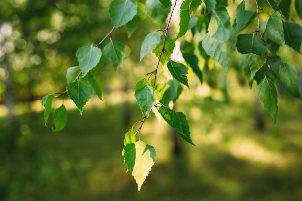 istock Little green tree leaves in the sunlight. Natural texture, Vegetative abstract background. 1816453003