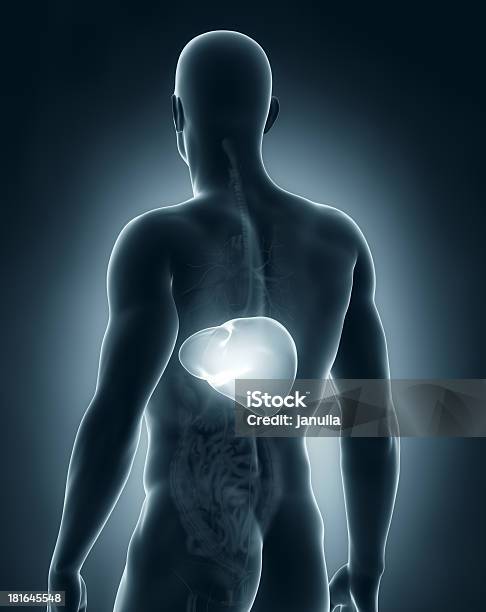 Anatomía De Hígado De Sexo Masculino Vista Posterior Foto de stock y más banco de imágenes de Adulto