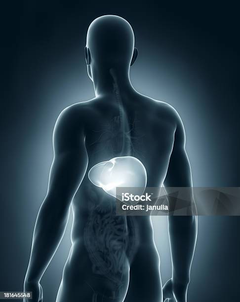 Male Liver Anatomy Posterior View Stock Photo - Download Image Now - Adult, Anatomy, Cirrhosis