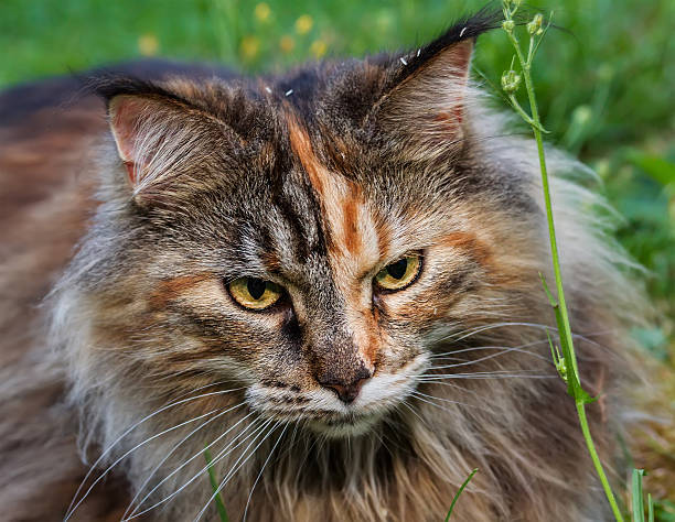 Maine Coon Cat in the grass