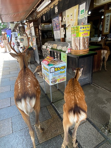 Nara deer looking for food directly in souvenir shops in the city center of Nara