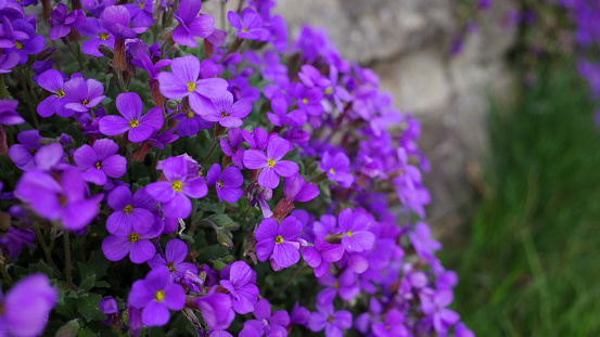 Close-up of Purple Aubrieta plant growing in a rustic stone wall
