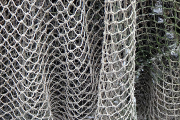 Nylon fishing net ready for use, seen in the small harbor in Qeqertarsuaq also known as Godhavn in Greenland