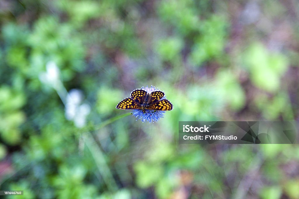 Papillon sur une fleur - Photo de Aile d'animal libre de droits