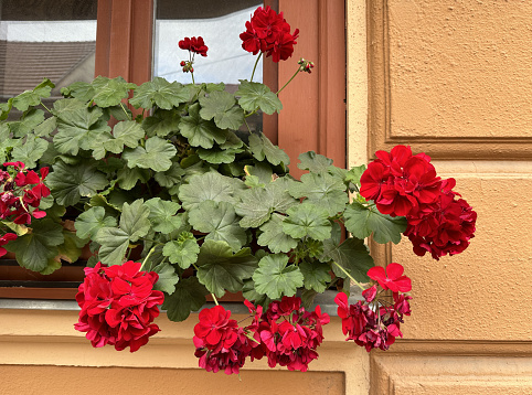 Geranium flowers in the window of a house
