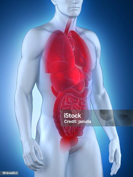 Foto de Órgãos Masculino Anatomia Anterior Vista e mais fotos de stock de Adulto - Adulto, Anatomia, Azul