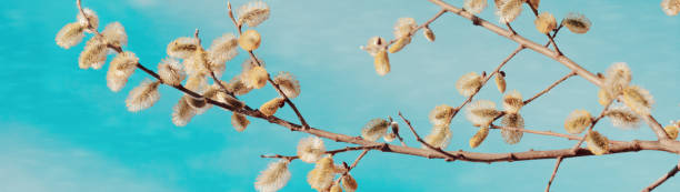 istock Beautiful springtime background. Flowering willow buds against the blue sky. Copy space. Web banner. Panorama. 1816468829