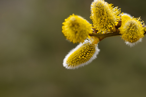 Beautiful springtime background. Flowering willow buds. Copy space. Close-up macro shot.