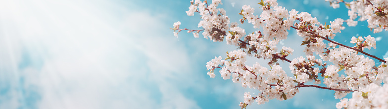 Beautiful spring background of blossoming trees and blue sky with clouds. Copy space. Web banner. Panorama.