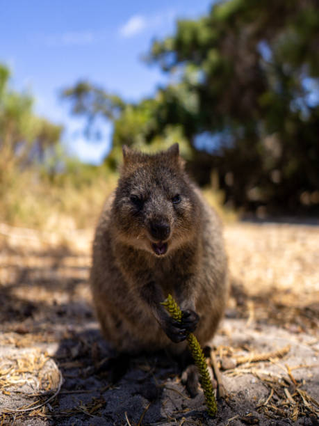 istock Quokka, Rottnest Island, Western Australia 1816469367