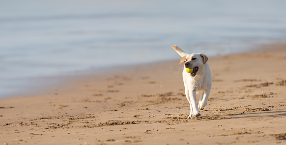 A dog running on the beach with a ball in its mouth