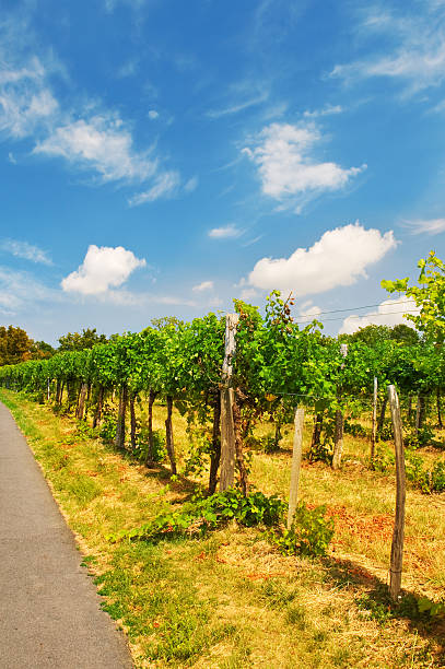 istock vineyards in the Vienna 181647386