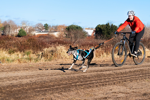 Bikejoring is a mushing type sport where one or more dogs  pull a bicycle and rider along. Also known as urban mushing.