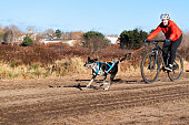 A woman bikejoring (urban mushing) with her dog on a recreational trail