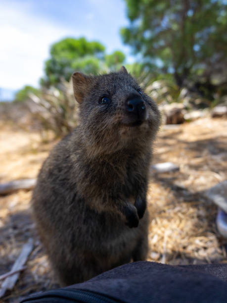istock Quokka, Rottnest Island, Western Australia 1816478751