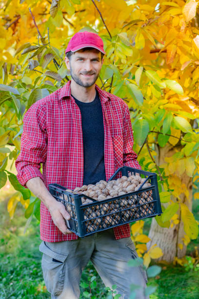 hombre sosteniendo la caja llena de nueces frescas. - maple leaf close up symbol autumn fotografías e imágenes de stock