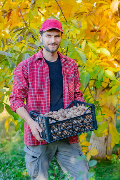 istock Man holding box full of fresh picked walnuts. 1816479866