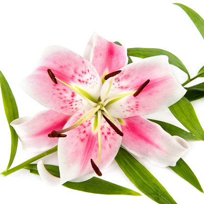 Delicate pink lily isolated on white background.