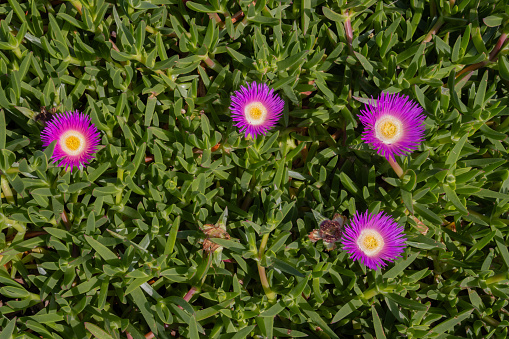 Pink blossoms of a hottentot pig flower, also called Carpobrotus edulis, ice plant, or pig face