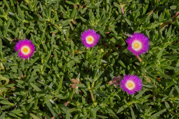 розовые цветки готтентотского цветка свиньи, также называемого carpobrotus edulis, ледяное растение или свиная морда - sea fig стоковые фото и изображения