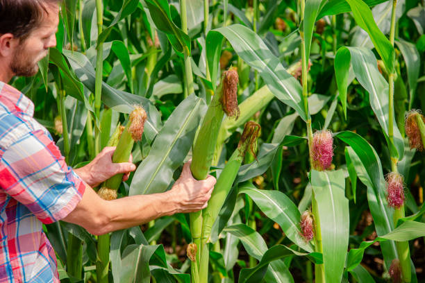 rolnik sprawdza rośliny w swoim gospodarstwie. koncepcja agrobiznesu, inżynier rolnictwa stoi na polu kukurydzy z tabletem, pisze informację. - corn corn crop field stem zdjęcia i obrazy z banku zdjęć