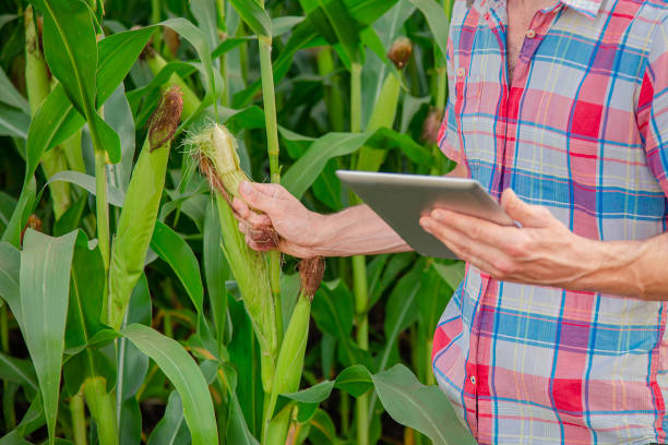 rolnik sprawdza rośliny w swoim gospodarstwie. koncepcja agrobiznesu, inżynier rolnictwa stoi na polu kukurydzy z tabletem, pisze informację. - corn corn crop field stem zdjęcia i obrazy z banku zdjęć