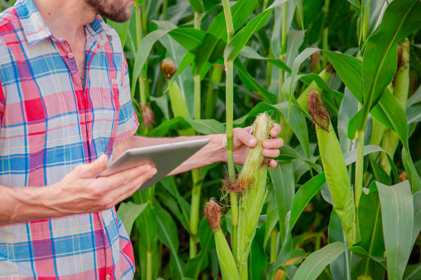 rolnik sprawdza rośliny w swoim gospodarstwie. koncepcja agrobiznesu, inżynier rolnictwa stoi na polu kukurydzy z tabletem, pisze informację. - corn corn crop field stem zdjęcia i obrazy z banku zdjęć