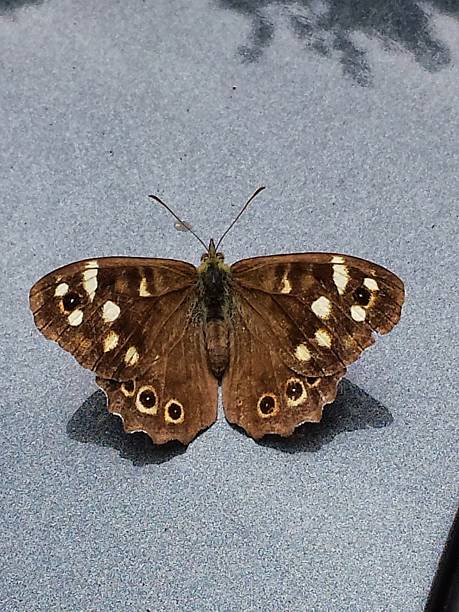 Speckled Wood Butterfly stock photo
