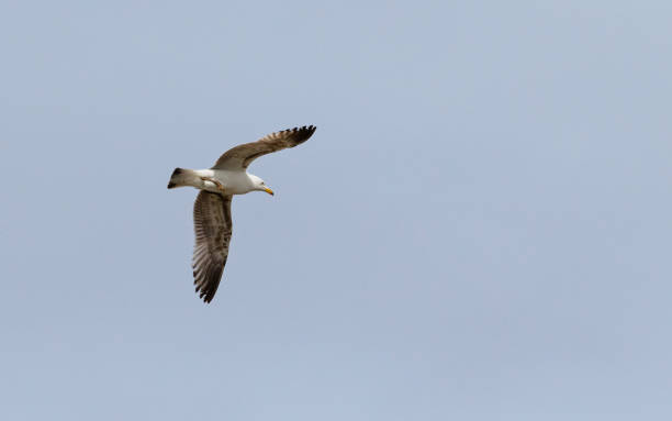 istock Close-up of a single yellow-legged gull in flight 1816487606