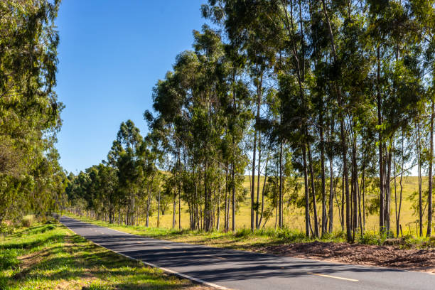 istock eucalyptus planted by the roadside in brazil 1816494670