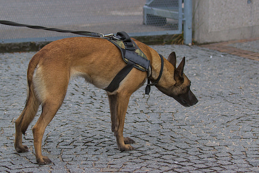Concept of pets on a walk. Belgian Shepherd Malinois in the city. Charming active and energetic purebred dog. A pet.