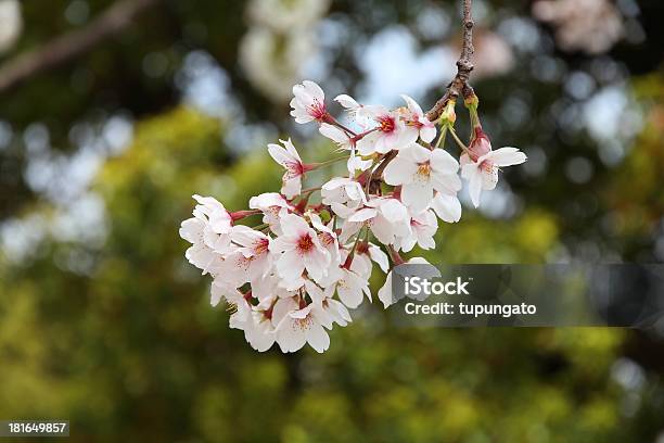 Flor De Cerejeira - Fotografias de stock e mais imagens de Ao Ar Livre - Ao Ar Livre, Bairro de Sumida, Branco