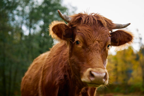 istock Brown cow grazing on field with green grass 1816500834