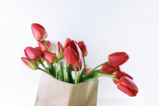 Bouquet of blooming red tulips in a paper bag on a white background, spring flowers
